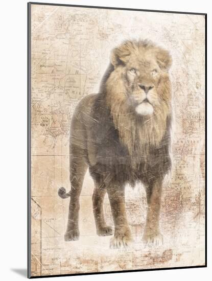 African Lion-Jace Grey-Mounted Art Print