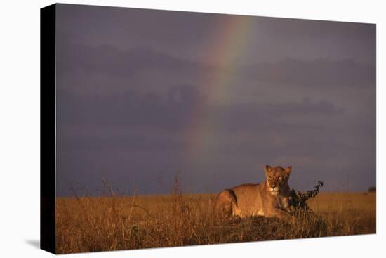 African Lioness and Rainbow-DLILLC-Stretched Canvas