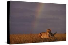 African Lioness and Rainbow-DLILLC-Stretched Canvas