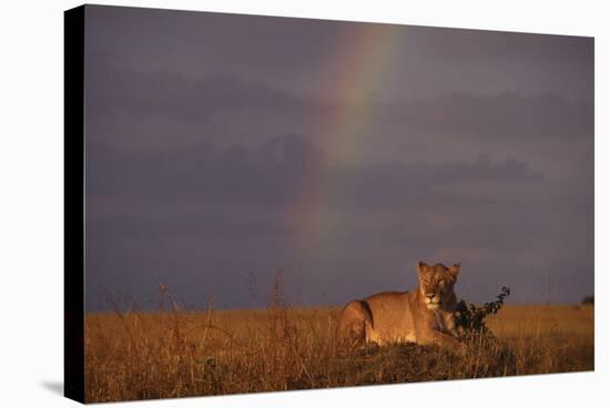 African Lioness and Rainbow-DLILLC-Stretched Canvas