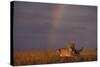 African Lioness and Rainbow-DLILLC-Stretched Canvas