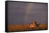 African Lioness and Rainbow-DLILLC-Framed Stretched Canvas