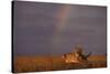 African Lioness and Rainbow-DLILLC-Stretched Canvas