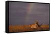 African Lioness and Rainbow-DLILLC-Framed Stretched Canvas