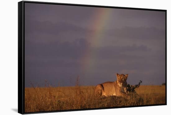 African Lioness and Rainbow-DLILLC-Framed Stretched Canvas
