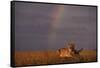 African Lioness and Rainbow-DLILLC-Framed Stretched Canvas