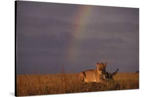 African Lioness and Rainbow-DLILLC-Stretched Canvas