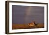 African Lioness and Rainbow-DLILLC-Framed Photographic Print