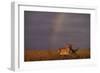 African Lioness and Rainbow-DLILLC-Framed Photographic Print