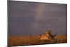 African Lioness and Rainbow-DLILLC-Mounted Photographic Print