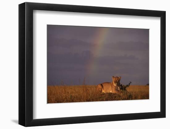 African Lioness and Rainbow-DLILLC-Framed Photographic Print