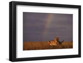 African Lioness and Rainbow-DLILLC-Framed Photographic Print