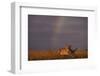 African Lioness and Rainbow-DLILLC-Framed Photographic Print