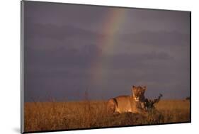 African Lioness and Rainbow-DLILLC-Mounted Photographic Print