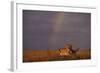 African Lioness and Rainbow-DLILLC-Framed Photographic Print