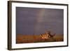 African Lioness and Rainbow-DLILLC-Framed Photographic Print