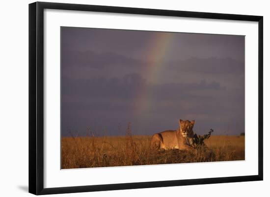 African Lioness and Rainbow-DLILLC-Framed Photographic Print