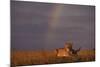 African Lioness and Rainbow-DLILLC-Mounted Photographic Print