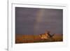 African Lioness and Rainbow-DLILLC-Framed Photographic Print