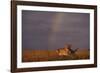 African Lioness and Rainbow-DLILLC-Framed Photographic Print