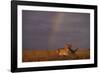 African Lioness and Rainbow-DLILLC-Framed Photographic Print