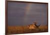 African Lioness and Rainbow-DLILLC-Framed Photographic Print