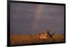 African Lioness and Rainbow-DLILLC-Framed Photographic Print