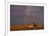 African Lioness and Rainbow-DLILLC-Framed Photographic Print