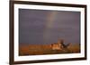 African Lioness and Rainbow-DLILLC-Framed Photographic Print