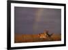 African Lioness and Rainbow-DLILLC-Framed Photographic Print