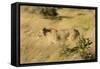 African Lioness in Motion-Michele Westmorland-Framed Stretched Canvas