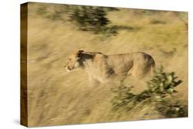 African Lioness in Motion-Michele Westmorland-Stretched Canvas