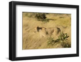 African Lioness in Motion-Michele Westmorland-Framed Photographic Print