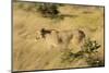 African Lioness in Motion-Michele Westmorland-Mounted Photographic Print