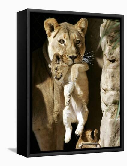 African Lioness Mpenzi Carries One of Her Lion Cubs-null-Framed Stretched Canvas