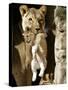 African Lioness Mpenzi Carries One of Her Lion Cubs-null-Stretched Canvas