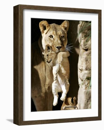 African Lioness Mpenzi Carries One of Her Lion Cubs-null-Framed Photographic Print