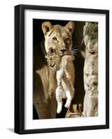 African Lioness Mpenzi Carries One of Her Lion Cubs-null-Framed Photographic Print