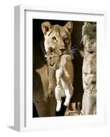 African Lioness Mpenzi Carries One of Her Lion Cubs-null-Framed Photographic Print