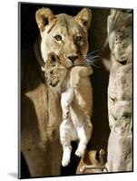 African Lioness Mpenzi Carries One of Her Lion Cubs-null-Mounted Photographic Print