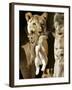 African Lioness Mpenzi Carries One of Her Lion Cubs-null-Framed Photographic Print