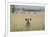 African Lioness (Panthera Leo) Sitting Patiently in the Long Grass-Cheryl-Samantha Owen-Framed Photographic Print