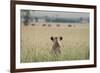 African Lioness (Panthera Leo) Sitting Patiently in the Long Grass-Cheryl-Samantha Owen-Framed Photographic Print