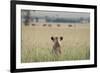 African Lioness (Panthera Leo) Sitting Patiently in the Long Grass-Cheryl-Samantha Owen-Framed Photographic Print