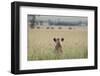 African Lioness (Panthera Leo) Sitting Patiently in the Long Grass-Cheryl-Samantha Owen-Framed Photographic Print