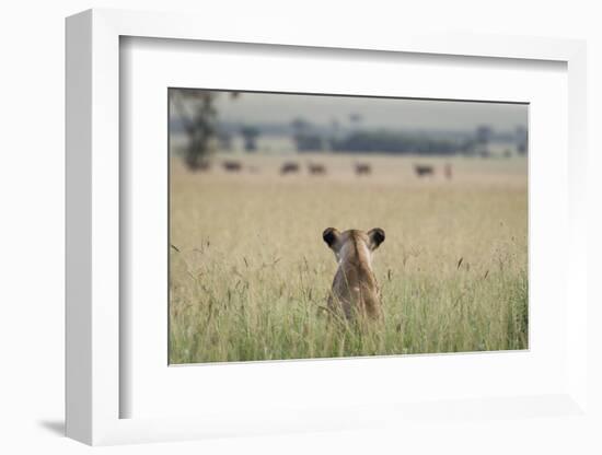 African Lioness (Panthera Leo) Sitting Patiently in the Long Grass-Cheryl-Samantha Owen-Framed Photographic Print