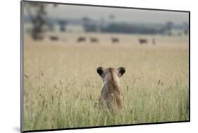 African Lioness (Panthera Leo) Sitting Patiently in the Long Grass-Cheryl-Samantha Owen-Mounted Photographic Print