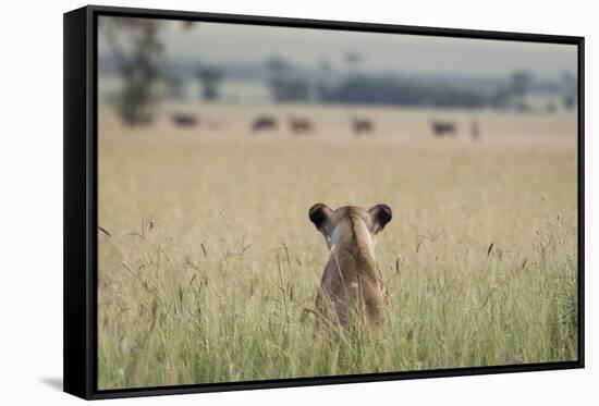 African Lioness (Panthera Leo) Sitting Patiently in the Long Grass-Cheryl-Samantha Owen-Framed Stretched Canvas