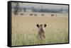 African Lioness (Panthera Leo) Sitting Patiently in the Long Grass-Cheryl-Samantha Owen-Framed Stretched Canvas