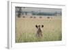 African Lioness (Panthera Leo) Sitting Patiently in the Long Grass-Cheryl-Samantha Owen-Framed Photographic Print